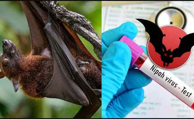 Read more about the article നിപ സംശയം; കാസര്‍കോട് പനി ബാധിച്ച് മരിച്ച അഞ്ചുവയസുകാരിയുടെ സ്രവം പരിശോധനയ്ക്ക് അയച്ചു