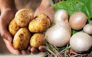 Read more about the article ഇത്   അടതാപ്പ് അഥവാ എയര്‍പൊട്ടറ്റോ; ഉരുളക്കിഴങ്ങിനൊരു അപരന്‍