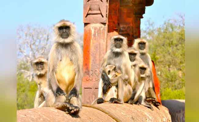 You are currently viewing കുരങ്ങുകളിൽ നിന്ന് രക്ഷപെടാൻ ടെറസിൽ നിന്ന് ചാടി; ബി.ജെ.പി നേതാവിന്‍റെ ഭാര്യക്ക് ദാരുണാന്ത്യം