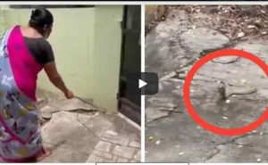 Read more about the article ‘ദയവായി വീട്ടില്‍ നിന്നും ഇറങ്ങിത്തരണം’;  വീട്ടിലെത്തിയ മൂര്‍ഖനോട് വാത്സല്യത്തോടെ അഭ്യര്‍ത്ഥനയുമായി ഒരു  സ്ത്രീ