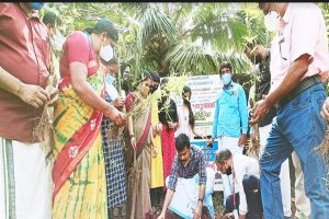 Read more about the article സി ഫോര്‍ യു  പദ്ധതി: അജാനൂര്‍ പഞ്ചായത്തില്‍ മുളന്തുരുത്ത് ഒരുങ്ങുന്നു