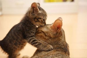 Read more about the article കണ്ണൂരിൽ പൂച്ച കുഞ്ഞുങ്ങളെ കഴുത്തറുത്ത് കൊന്നു; ജഡം സ്‌കൂള്‍ പ്രിന്‍സിപ്പലിൻ്റെ വീട്ടുമുറ്റത്ത് തള്ളി