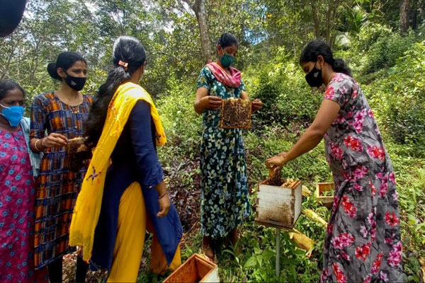 Read more about the article മധുവൂറും കാട്ടുതേനുമായി കമ്മാടിയിലെ തേന്‍ഗ്രാമം;   കാടുകയറി ഊരിലെത്തിയാല്‍ കാട്ടുതേന്‍ കുടിച്ച് മടങ്ങാം
