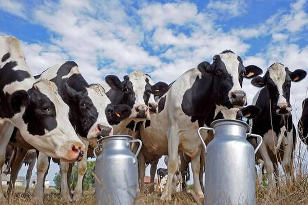 Read more about the article ക്ഷീരഗ്രാമം പദ്ധതിയില്‍ മാതൃക: അജാനൂര്‍ പഞ്ചായത്തില്‍ പ്രതിദിനം സംഭരിക്കുന്നത് 4800 ലിറ്റര്‍ പാല്‍