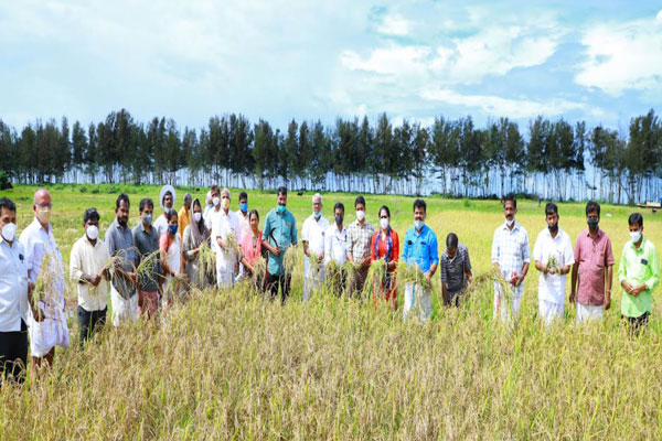 Read more about the article തുടര്‍ച്ചയായ രണ്ടാം വര്‍ഷവും നെല്‍കൃഷിയില്‍  നൂറുമേനി കൊയ്ത് പള്ളിക്കര സര്‍വീസ് സഹകരണ ബാങ്ക്