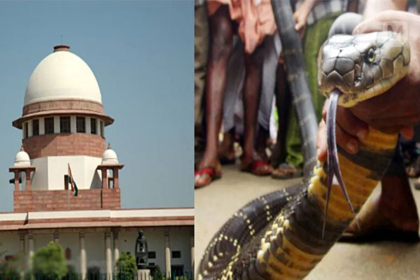 You are currently viewing പാമ്പിനെ കൊണ്ട് കടിപ്പിച്ച്  ഉത്ര മോഡൽ കൊലപാതകം രാജസ്ഥാനിലും; പുതിയ ട്രെൻഡെന്ന് സുപ്രീംകോടതി