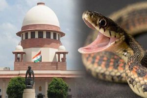 Read more about the article ഭർതൃമാതാവിനെ മരുമകൾ പാമ്പിനെക്കൊണ്ട് കടിപ്പിച്ചുകൊന്നു; പാമ്പിനെ ആയുധമാക്കുന്നത് ഹീനകൃത്യമെന്ന് സുപ്രീം കോടതി