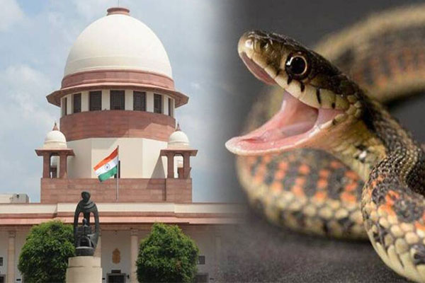 Read more about the article ഭർതൃമാതാവിനെ മരുമകൾ പാമ്പിനെക്കൊണ്ട് കടിപ്പിച്ചുകൊന്നു; പാമ്പിനെ ആയുധമാക്കുന്നത് ഹീനകൃത്യമെന്ന് സുപ്രീം കോടതി