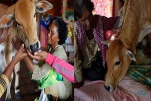 Read more about the article ഭര്‍ത്താവിൻ്റെ  പുനര്‍ജ്ജന്മം എന്ന് വിശ്വാസം; പശുവിനെ വിവാഹം ചെയ്ത് ഒരു സ്ത്രീ