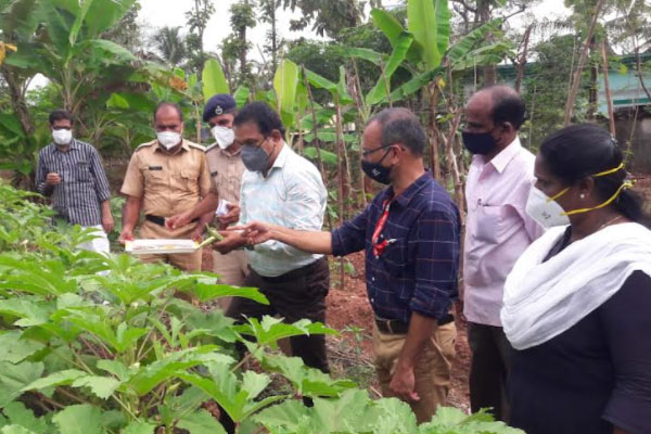Read more about the article പാറപ്പുറത്ത് വിളയിച്ചത് നൂറുമേനി;  ഇത്  കാഞ്ഞങ്ങാട് ജില്ലാ ജയിലിൻ്റെ വ്യത്യസ്തമായ കൃഷി പാഠം