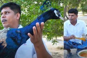 Read more about the article മയിലിനെ കറി വെക്കാതെ ഫിറോസ് ചുട്ടിപ്പാറ; പകരം ചെയ്തത്..