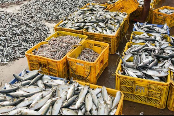 Read more about the article മണ്ണ് വിതറിയ മത്സ്യ വില്‍പന: കര്‍ശന നടപടി  സ്വീകരിക്കുമെന്ന് ഭക്ഷ്യ സുരക്ഷാ കമ്മീഷണര്‍