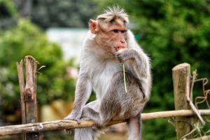 Read more about the article കുരങ്ങിനെ ഇടിച്ചിട്ട ബസ് ഡ്രൈവര്‍ക്ക് 2.5 ലക്ഷം രൂപ പിഴ ചുമത്തി ഫോറസ്റ്റ് ഉദ്യോഗസ്ഥർ