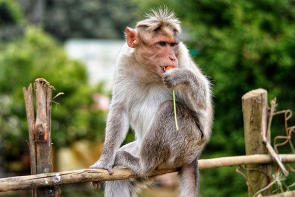 Read more about the article കുരങ്ങിനെ ഇടിച്ചിട്ട ബസ് ഡ്രൈവര്‍ക്ക് 2.5 ലക്ഷം രൂപ പിഴ ചുമത്തി ഫോറസ്റ്റ് ഉദ്യോഗസ്ഥർ