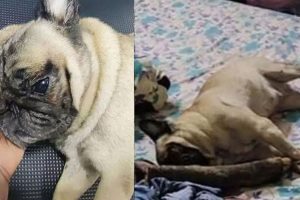 Read more about the article പ്രതിയുടെ വീട്ടിൽ നോട്ടീസ് പതിക്കാൻ എത്തിയ പൊലീസ് വളർത്തുനായയെ അടിച്ചു കൊന്നതായി പരാതി