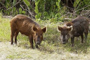 Read more about the article കാട്ടുപന്നികളെ നിയന്ത്രണമില്ലാതെ വേട്ടയാടാനുളള അനുമതി  പൗരന്മാർക്ക് നൽകാൻ കഴിയില്ല: കേന്ദ്ര സർക്കാർ