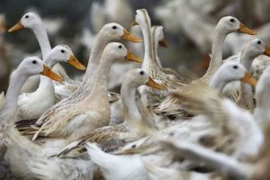 Read more about the article കോട്ടയത്ത് മൂന്നിടത്ത് പക്ഷിപ്പനി സ്ഥിരീകരിച്ചു; 35000 പക്ഷികളെ കൊല്ലേണ്ടി വരുമെന്ന് കലക്ടർ