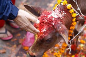 Read more about the article ഗോ പൂജ നടത്തുന്നതിനിടെ പശു സ്വർണമാല വിഴുങ്ങി; ചാണകത്തിലൂടെ ലഭിച്ചില്ല; അവസാനം സ്‌കാനിങും പശുവിന് ശസ്ത്രക്രിയയും