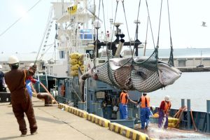 Read more about the article വിനോദത്തിനായി തിമിം​ഗലങ്ങളെ പിടിക്കുന്നതിന്  നിരോധനവുമായി റഷ്യ; കാരണം അറിയാം