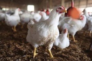 Read more about the article നൂലാമാലകള്‍ മാറിയ സന്തോഷത്തിൽ കമലേഷ്; അനന്തപുരത്ത് ചിക്കന്‍ വേസ്റ്റ് റെന്ററിംഗ് പ്ലാന്റ് ഉടന്‍