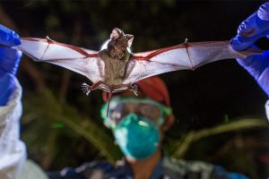 Read more about the article ‘നിയോകോവ്’ അതിമാരകം; പുതിയ വൈറസിൽ ലോകമാകെ മരണസംഖ്യ ഉയരും; മുന്നറിയിപ്പുമായി ശാസ്ത്രജ്ഞര്‍