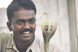 Read more about the article പാമ്പിനെ പിടികൂടുന്നതിനിടെ  വാവ സുരേഷിന് മൂർഖൻ്റെ  കടിയേറ്റു; തലച്ചോറിൻ്റെ പ്രവർത്തനം മന്ദഗതിയിൽ;  നില ഗുരുതരം