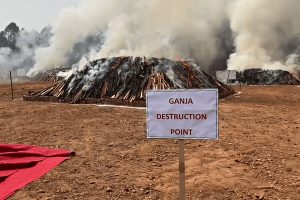 Read more about the article 500 കോടി രൂപ വിലവരുന്ന രണ്ട് ലക്ഷം കിലോ  കഞ്ചാവ് തീയിട്ട് നശിപ്പിച്ച് പോലീസ്