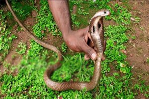 Read more about the article പാമ്പുകളെ അംഗീകാരമില്ലാത്തവർ പിടിക്കുന്നത് തടവുശിക്ഷ ലഭിക്കാവുന്ന കുറ്റം; പരിശീലനം ലഭിക്കാത്തവർ പാമ്പിനെപിടിക്കുന്നത് കർശനമായി വിലക്കാൻ വനംവകുപ്പ്