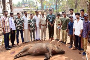 Read more about the article മുളിയാറിൽ ജനവാസ കേന്ദ്രത്തിൽ നാടിനെമുൾമുനയിൽ നിർത്തിയ ഭീമൻ കാട്ടുപന്നിയെ വെടിവെച്ച്കൊന്നു; വെടിവെച്ചത്  ഷൂട്ടർ ബി.അബ്ദുൾ ഗഫൂർ