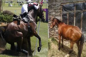 Read more about the article 22.65 ലക്ഷം രൂപ മുടക്കി വാങ്ങിയ  കറുത്ത കുതിരയെ  കുളിപ്പിച്ചപ്പോൾ ചുവപ്പായി; പരാതിയുമായി യുവാവ്