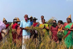 Read more about the article കാഞ്ഞങ്ങാട് കാരാട്ട് വയല്‍ പാടശേഖരം;  കൊയ്ത്തുത്സവത്തിന് തുടക്കമായി