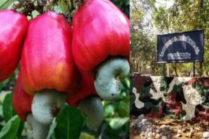 Read more about the article കശുവണ്ടി പെറുക്കുന്ന ചുമതലയും ഇനി പൊലീസ് ഉദ്യോഗസ്ഥര്‍ക്ക്; എസ്.ഐ  ഉൾപ്പെടെ മൂന്നുപേരെ നിയമിച്ചു