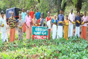 Read more about the article കീടനാശിനിയോ രാസവളമോ ഇല്ല;  നാട്ടുകാരുടെ കൂട്ടായ്മയിൽ വിളഞ്ഞത് വെള്ളരി കൃഷിയിൽ നൂറുമേനി