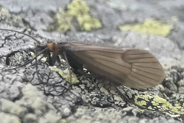 Read more about the article പ്രാണികളില്‍ നിന്നാകും അടുത്ത മഹാമാരി പടര്‍ന്ന് പിടിക്കുക; മുന്നറിയിപ്പുമായി ലോകാരോഗ്യ സംഘടന