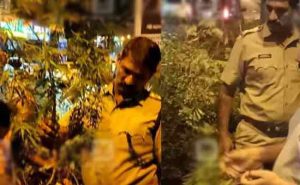 Read more about the article കൊച്ചിമെട്രോ തൂണുകള്‍ക്കിടയിലെ പൂന്തോട്ടത്തിൽ കണ്ടെത്തിയത് കഞ്ചാവ് ചെടികള്‍