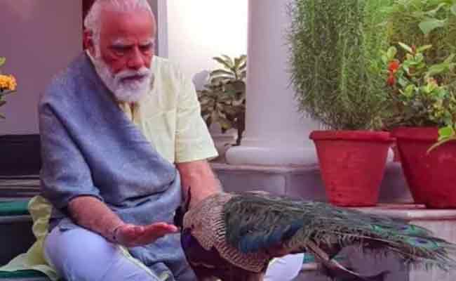 Read more about the article വിശക്കുന്ന മയിലിന് ഭക്ഷണം നല്‍കാന്‍ പ്രധാനമന്ത്രി യോഗം നിർത്തിവെച്ചു; മോദിയുടെ  മനസ്സലിവിനെ പ്രകീര്‍ത്തിച്ച്  അമിത്ഷാ