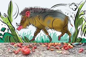 Read more about the article കാട്ടുപന്നികളെ ഇല്ലായ്മ ചെയ്യാം; തദ്ദേശ സ്വയംഭരണ സ്ഥാപനങ്ങളിലെ അധ്യക്ഷന്മാര്‍ക്ക് അധികാരം, മന്ത്രിസഭാ യോഗം അംഗീകാരം നല്‍കി