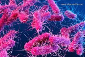 Read more about the article ചെറുവത്തൂരില്‍ നിന്ന് ശേഖരിച്ച ജല സാമ്പിളുകളിൽ ബാക്ടീരിയ; പരിശോധനയ്ക്കയച്ച 30ല്‍ 24 സാമ്പിളുകളിലും ഷിഗെല്ല സാന്നിധ്യം