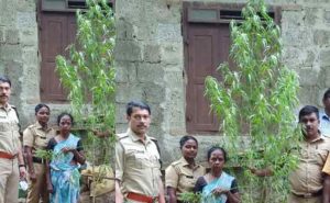 Read more about the article കഞ്ചാവ് വാങ്ങുന്നതിന് കൂടുതൽ പൈസ ചെലവ് വരുന്നു; വീട്ടിൽ കഞ്ചാവ് ചെടി നട്ടുവളർത്തിയ സ്ത്രീ അറസ്റ്റിൽ