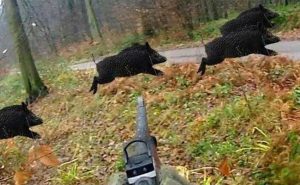 Read more about the article ജനവാസമേഖലകളിൽ ഇറങ്ങുന്ന കാട്ടുപന്നികളെ ഇനി വെടിവയ്ക്കാം; അധികാരം തദ്ദേശ സ്ഥാപനങ്ങൾക്ക്; തീരുമാനവുമായി സംസ്ഥാന മന്ത്രിസഭായോഗം