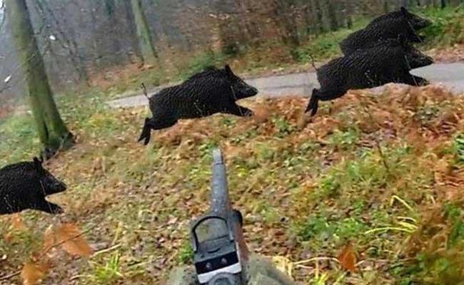 You are currently viewing ജനവാസമേഖലകളിൽ ഇറങ്ങുന്ന കാട്ടുപന്നികളെ ഇനി വെടിവയ്ക്കാം; അധികാരം തദ്ദേശ സ്ഥാപനങ്ങൾക്ക്; തീരുമാനവുമായി സംസ്ഥാന മന്ത്രിസഭായോഗം