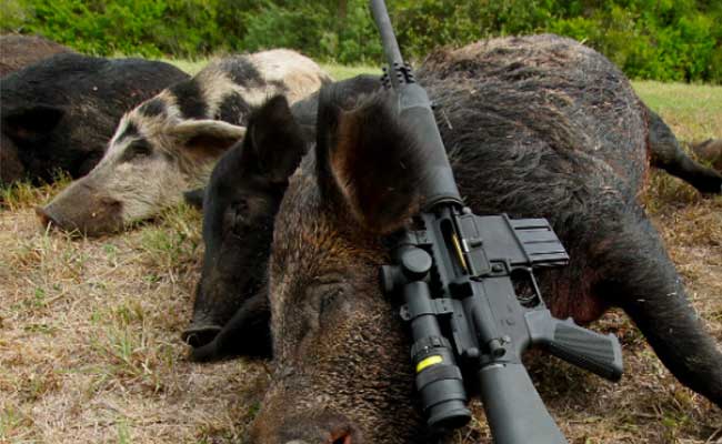 Read more about the article കാട്ടുപന്നികളെ വെടിവച്ച് കൊല്ലാം; തദ്ദേശ സ്ഥാപനങ്ങൾക്ക് അനുമതി; സർക്കാർ ഉത്തരവിറങ്ങി; നിബന്ധനകൾ അറിയാം