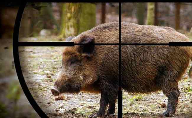 Read more about the article കാട്ടുപന്നി ശല്യം: പഞ്ചായത്ത് പ്രസിഡന്റുമാര്‍ക്ക് വെടിവെക്കാനുള്ള അധികാരം നല്‍കാന്‍ ശുപാര്‍ശ; നിയമനിര്‍മ്മാണം സര്‍ക്കാറിൻ്റെ സജീവ പരിഗണനയിൽ