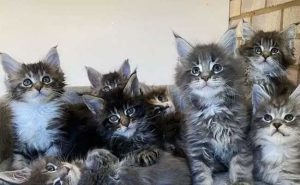 Read more about the article യുവതിയെ കാണാനില്ലെന്ന് കാട്ടി സഹപ്രവര്‍ത്തകന്‍ പരാതി നൽകി; അന്വേഷണത്തിനൊടുവിൽ യുവതിയുടെ മൃതദേഹം വളര്‍ത്തു പൂച്ചകള്‍ ഭക്ഷിച്ചതായി പൊലീസ്