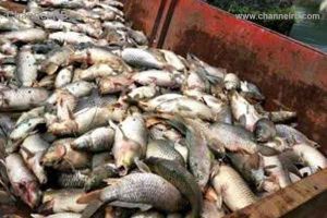 Read more about the article പതിനായിരം കിലോ പഴകിയ മത്സ്യം പിടികൂടി; കൊല്ലത്ത് വില്‍ക്കാനായി മീന്‍ എത്തിച്ചത് മൂന്നു ലോറികളിലായി