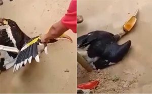 Read more about the article മലമുഴക്കി വേഴാമ്പലിനെ ക്രൂരമായി ആക്രമിച്ച് കൊലപ്പെടുത്തി; ദൃശ്യങ്ങൾ സമൂഹമാധ്യമങ്ങളില്‍; മൂന്ന് പേര്‍ പിടിയിലായി