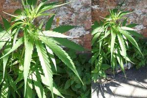 Read more about the article കഞ്ചാവ് ചെടി തലശ്ശേരി ടൗണിൽ കണ്ടെത്തി; അധികൃതർ അന്വേഷണം ആരംഭിച്ചു