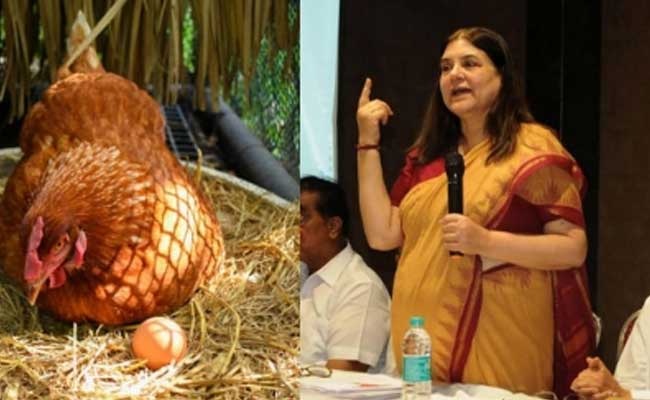 Read more about the article മുട്ടയെ പ്രോത്സാഹിപ്പിക്കുന്ന സർക്കാർ പരിപാടികൾ നിർത്തണം; മുട്ട നിർമ്മിക്കുന്നത്  കോഴിയുടെ ആർത്തവ രക്തത്താൽ; കുട്ടികൾക്ക് കൊടുക്കരുതെന്ന് മനേക ​ഗാന്ധി