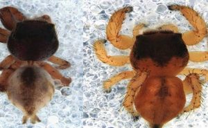 Read more about the article ‘സ്യൂഡോമോഗ്രിസ് സുധി’ ; രാജസ്ഥാനിലെ താർ മരുഭൂമിയിലെ പുതിയ ചിലന്തിക്ക് നൽകിയത്  മലയാളി ഗവേഷകൻ്റെ  പേര്