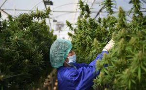 Read more about the article കഞ്ചാവ് നിയപരമായി അംഗീകരിക്കുന്ന ആദ്യ ഏഷ്യന്‍ രാജ്യമായി തായ്‌ലന്‍ഡ്; സര്‍ക്കാര്‍ ഔദ്യോഗിക ഉത്തരവ് പുറപ്പെടുവിച്ചു